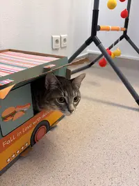 Le Chatelier - Bar À Chats et Hôtel Pour Chats