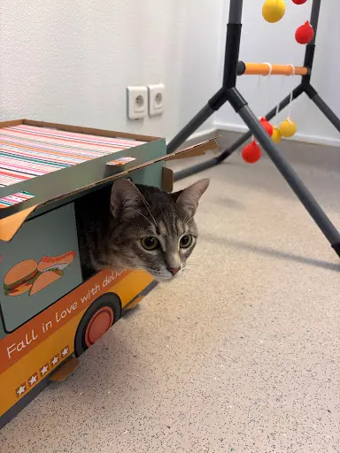 Le Chatelier - Bar À Chats et Hôtel Pour Chats
