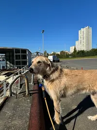Theodoggos - Éducateur et Comportementaliste Canin