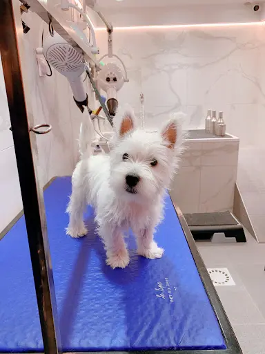 Petsochic - Salon de Toilettage & Boutique Pour Animaux