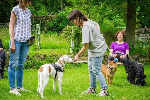 Primitif Addict - Éducation et Comportement Canin