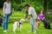 Primitif Addict - Éducation et Comportement Canin