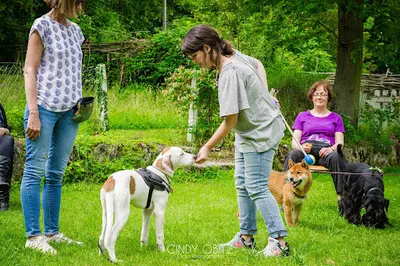 Primitif Addict - Éducation et Comportement Canin
