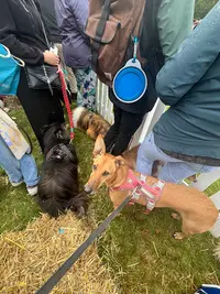Educateur Canin Suresnes - Dogs & Us