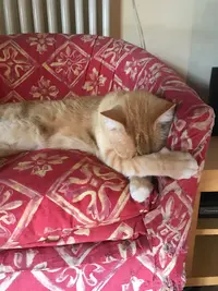 Un Rêve de Chat