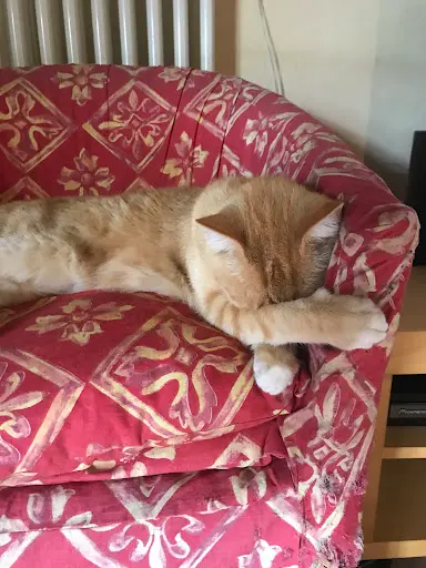 Un Rêve de Chat