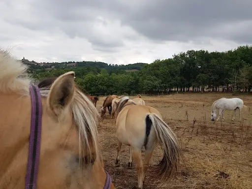 Ferme Equestre Randosfjords
