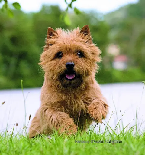 Harpouy d'Auzan Cairn Terrier - Scottish Terrier