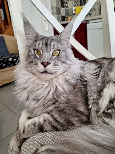 Chatterie de Suptilieu Maine Coon