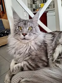 Chatterie de Suptilieu Maine Coon