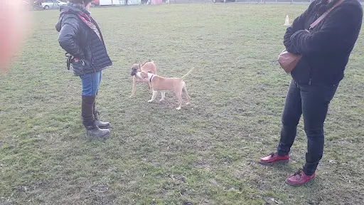 Canis Cp