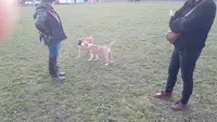 Canis Cp