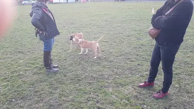 Canis Cp