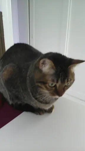 Pension Chats Lola