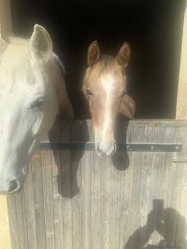 Ecurie Poney Club de Lomagne