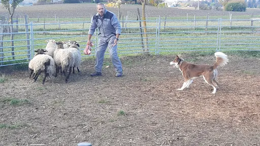 Complexe Canin des Wallabies