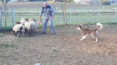 Complexe Canin des Wallabies