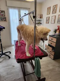 Au Salon des Animaux Fantastiques