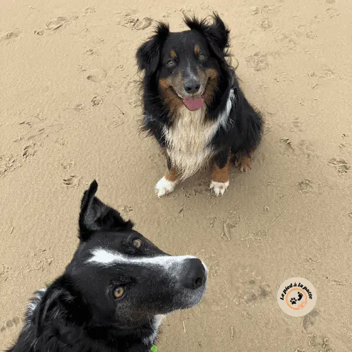 Le Pied À la Patte - Comportementaliste Canin