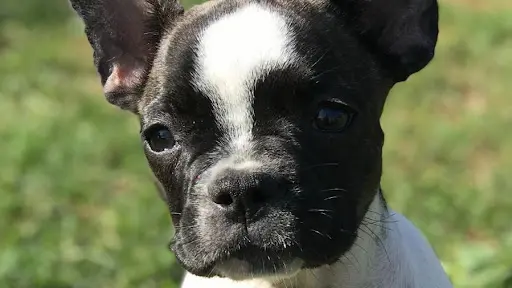 Bouledogue Francais les Bebes de Jade Clerval