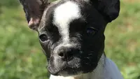 Bouledogue Francais les Bebes de Jade Clerval