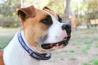 All Dog