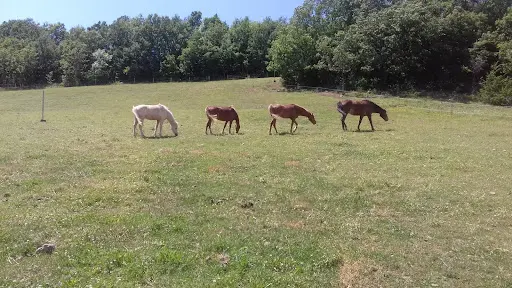 Poney Club de Pelleautier