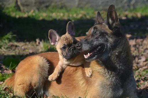 Elevage Canin de Malinois et Bouledogues Français "des Nuits de Rêves"