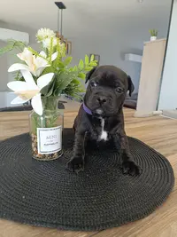 Élevage de Chien Royalfamily