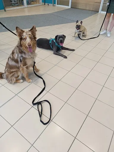 Le Langage du Chien - Éducateur et Comportementaliste Canin - Besançon et Alentours