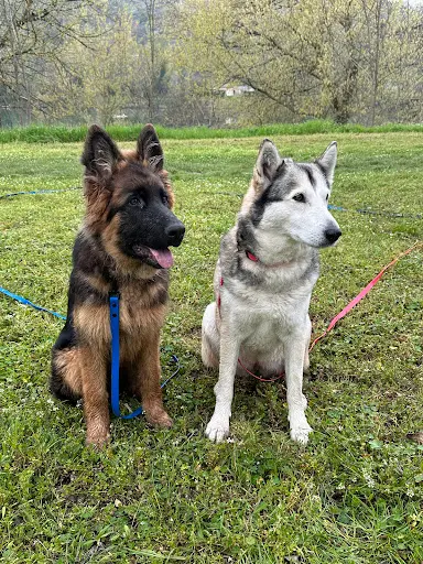 Briat Gaëlle (ie) Coach Dog Liberty (communication Animale )