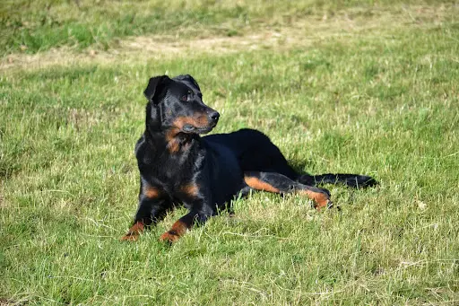Elevage de Berger de Beauce.beauceron du Mûrier de Sordeille