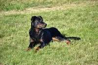 Elevage de Berger de Beauce.beauceron du Mûrier de Sordeille