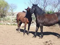 Ranch El Condor