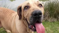 Fila Brasileiro Elevage Canin du Domaine d'en Bas