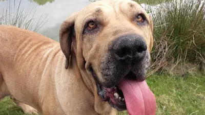Fila Brasileiro Elevage Canin du Domaine d'en Bas