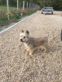 Douceur Canine