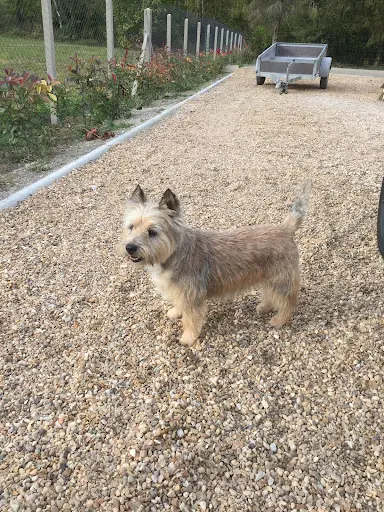 Douceur Canine