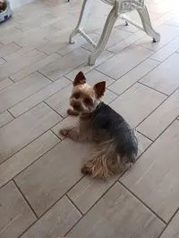 Toilettage de la Crique