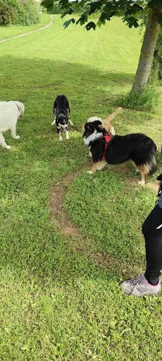 Fever Education Canine