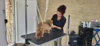 Aux Belles Patounes Toilettage À Domicile