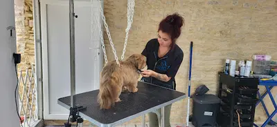 Aux Belles Patounes Toilettage À Domicile