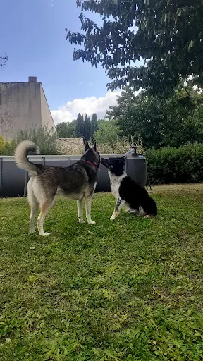 Canivip Educateur Comportementaliste Canin la Rochelle et Environs