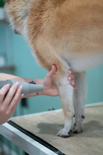 Tomodachi Toilettage - la Rochelle