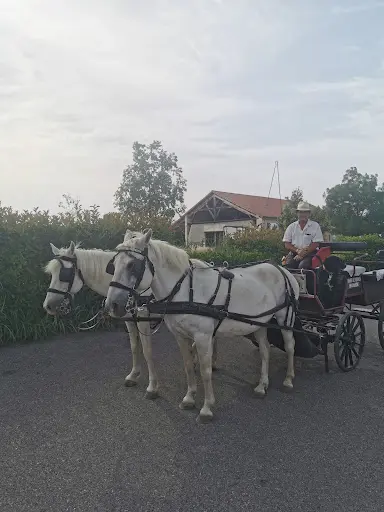 Association Pernes A Cheval