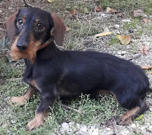 Elevage Micheletti Achat - Vente Chiot Teckel Poil Dur et Chien Truffier Dresser À la Recherche Cavage Truffe Vaucluse Paca