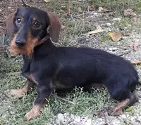Elevage Micheletti Achat - Vente Chiot Teckel Poil Dur et Chien Truffier Dresser À la Recherche Cavage Truffe Vaucluse Paca