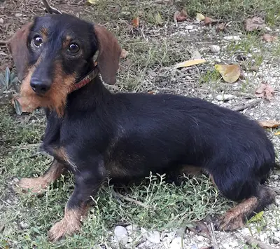 Elevage Micheletti Achat - Vente Chiot Teckel Poil Dur et Chien Truffier Dresser À la Recherche Cavage Truffe Vaucluse Paca