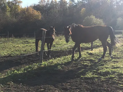 Equitannaz Ecurie de Propriétaires