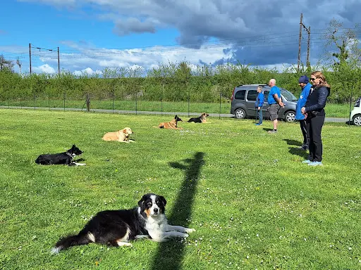Sport Loisir Can Ain - Club Canin À Péronnas